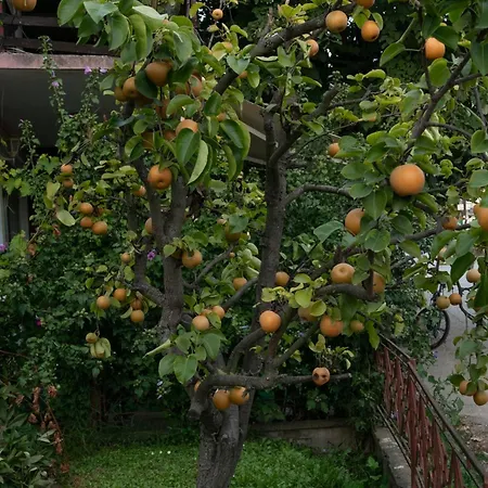 Vikend Kuca Zivkovic 데스포토바츠