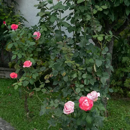 Vikend Kuca Zivkovic 펜션 데스포토바츠