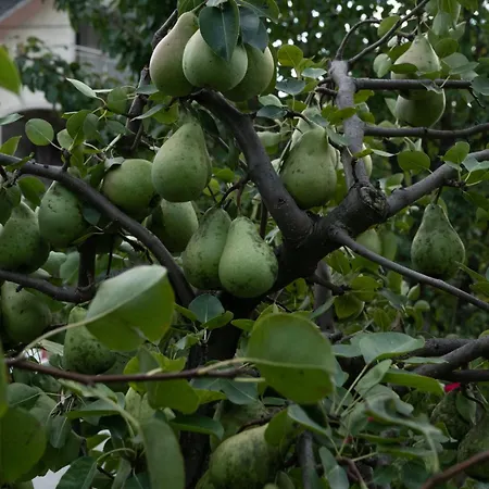 Vikend Kuca Zivkovic 펜션 *