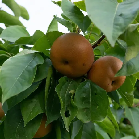 Vikend Kuca Zivkovic *