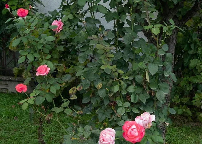 Vikend Kuca Zivkovic Сasa de vacaciones Despotovac