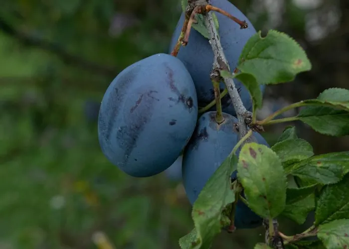 Сasa de vacaciones Vikend Kuca Zivkovic