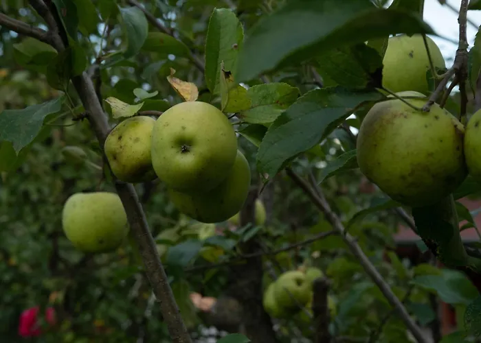 Vikend Kuca Zivkovic Сasa de vacaciones Despotovac