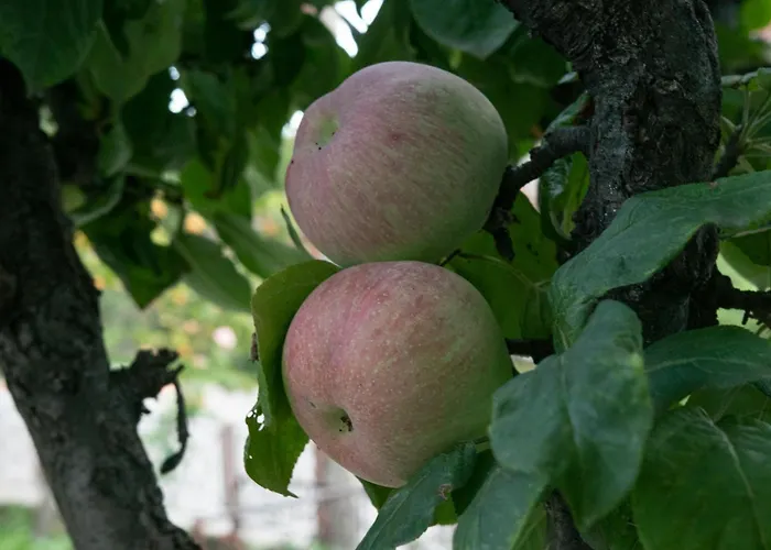 Vikend Kuca Zivkovic Despotovac